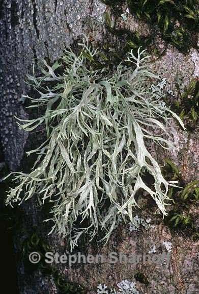 ramalina farinacea 9 graphic