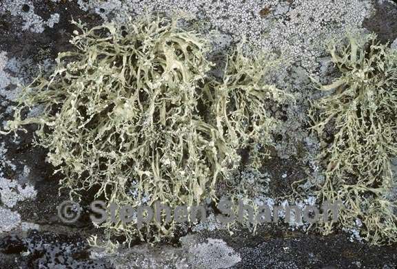 ramalina intermedia 3 graphic