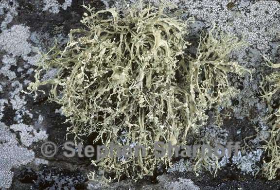 ramalina intermedia 4 graphic