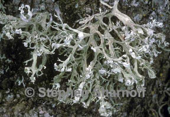 ramalina labiosorediata 1 graphic