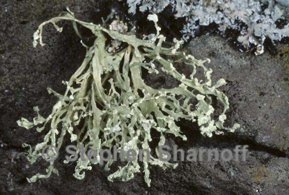 ramalina labiosorediata 4 graphic