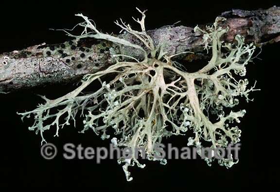 ramalina labiosorediata 6 graphic