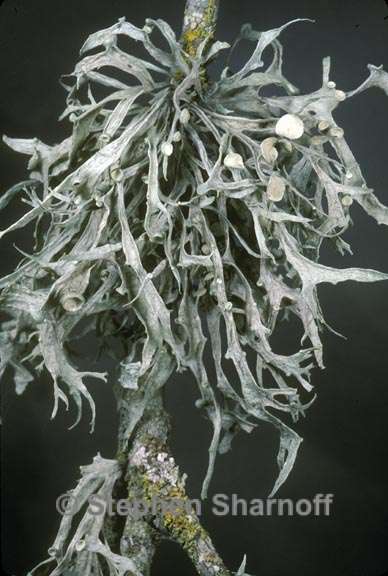 ramalina leptocarpha 1 graphic