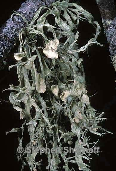 ramalina leptocarpha 10 graphic