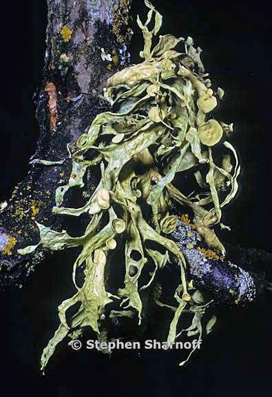 ramalina leptocarpha 12 graphic