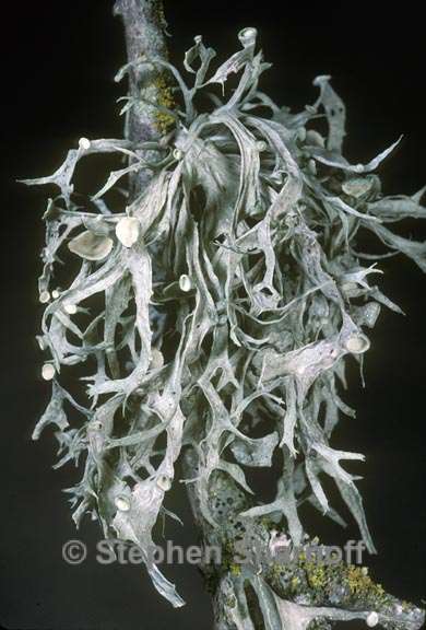 ramalina leptocarpha 3 graphic