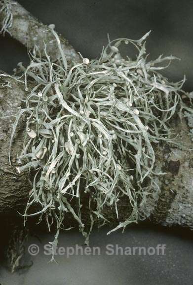 ramalina leptocarpha 4 graphic