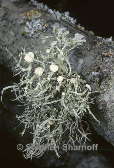 ramalina leptocarpha 5 graphic