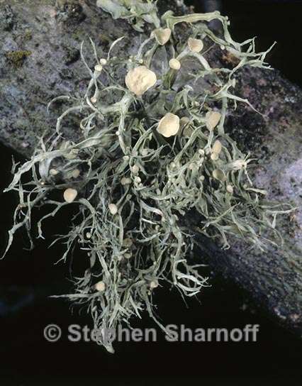 ramalina leptocarpha 6 graphic