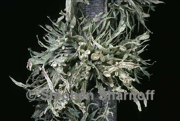 ramalina leptocarpha 7 graphic