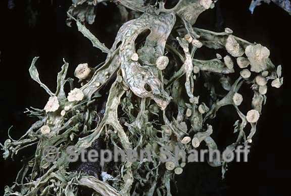 ramalina leptocarpha 9 graphic