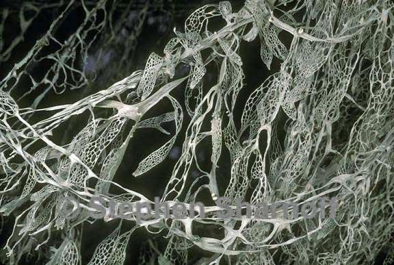 ramalina menziesii 1 graphic