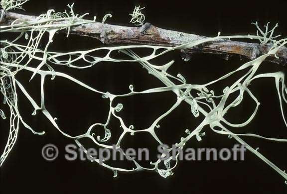 ramalina menziesii 10 graphic