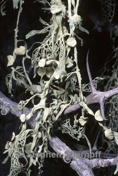 ramalina menziesii 11 graphic