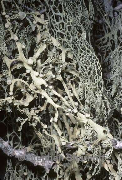 ramalina menziesii 12 graphic