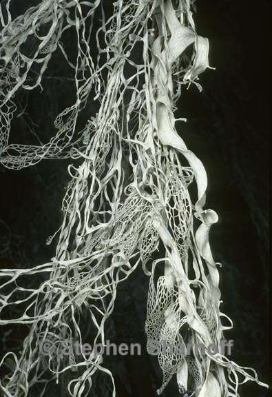 ramalina menziesii 15 graphic