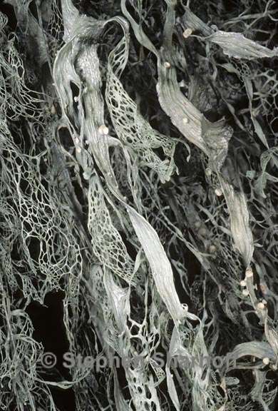 ramalina menziesii 16 graphic