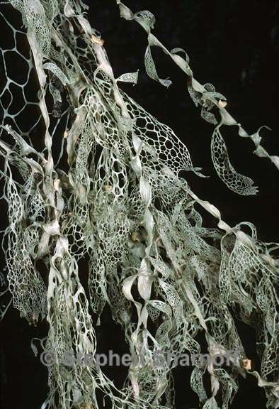 ramalina menziesii 17 graphic