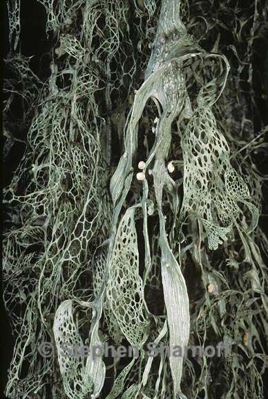 ramalina menziesii 19 graphic