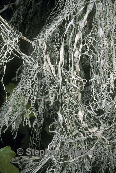 ramalina menziesii 2 graphic