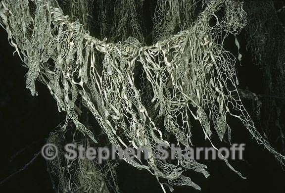 ramalina menziesii 21 graphic