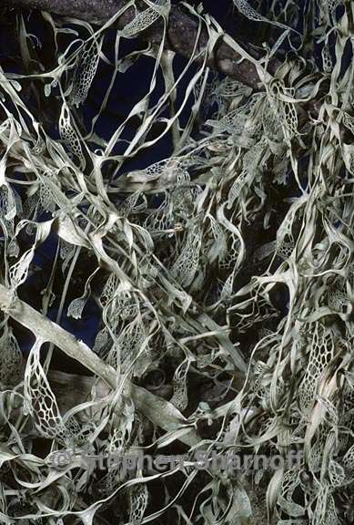 ramalina menziesii 22 graphic