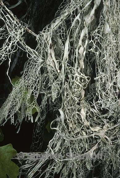 ramalina menziesii 23 graphic