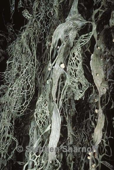 ramalina menziesii 24 graphic