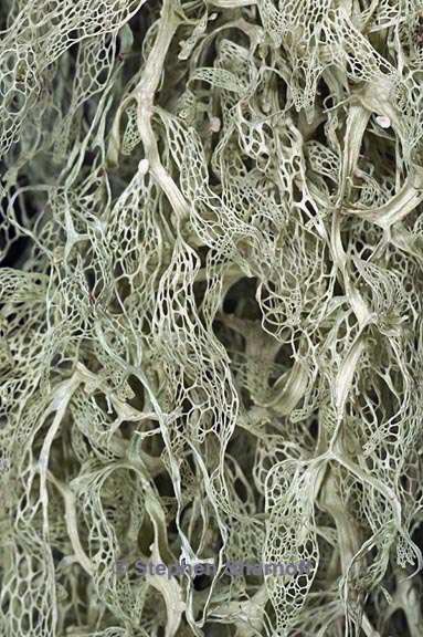 ramalina menziesii 26 graphic