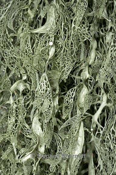 ramalina menziesii 27 graphic