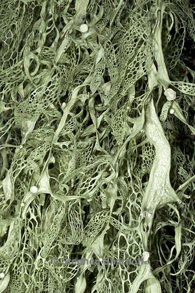 ramalina menziesii 29 graphic