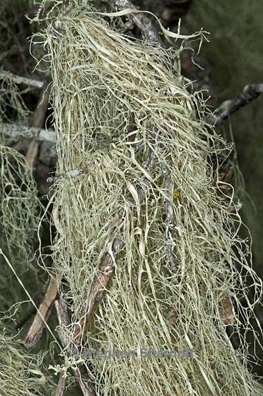 ramalina menziesii 30 graphic