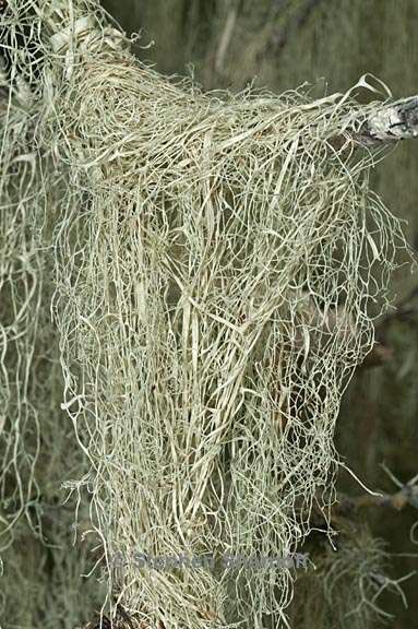 ramalina menziesii 31 graphic