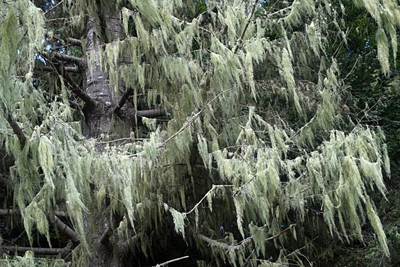 ramalina menziesii 3750 graphic