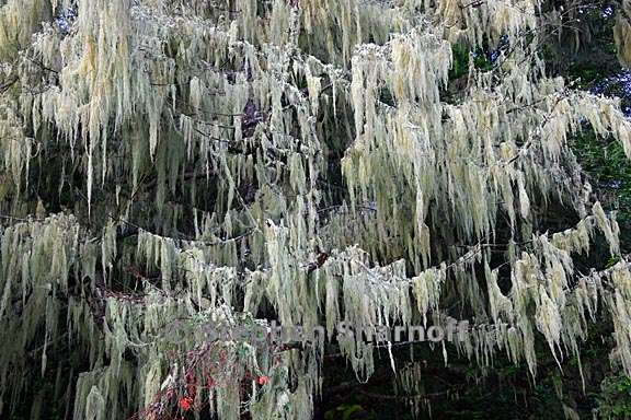 ramalina menziesii 3783 graphic