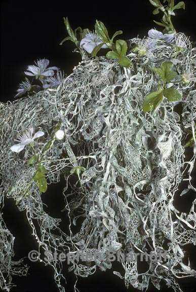 ramalina menziesii 4 graphic