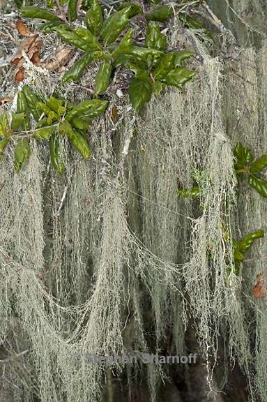 ramalina menziesii 32 graphic