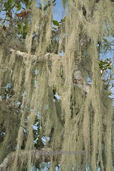 ramalina menziesii 33 graphic