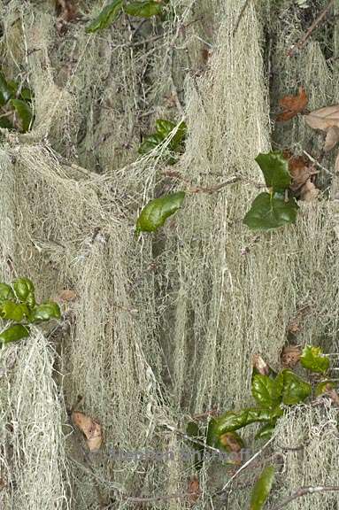 ramalina menziesii 34 graphic