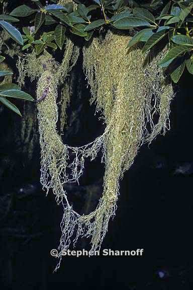 ramalina menziesii 43 graphic