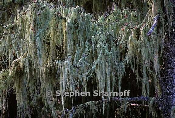 ramalina menziesii 45 graphic