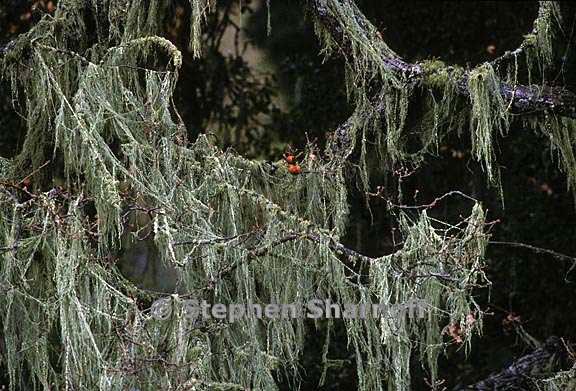 ramalina menziesii 46 graphic