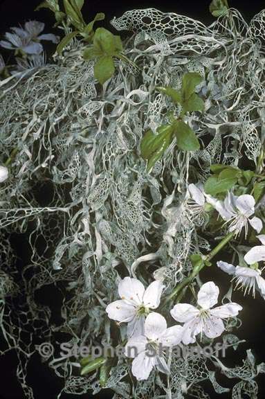 ramalina menziesii 5 graphic