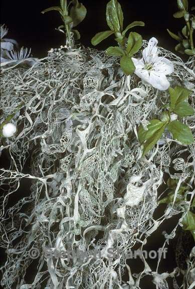 ramalina menziesii 6 graphic