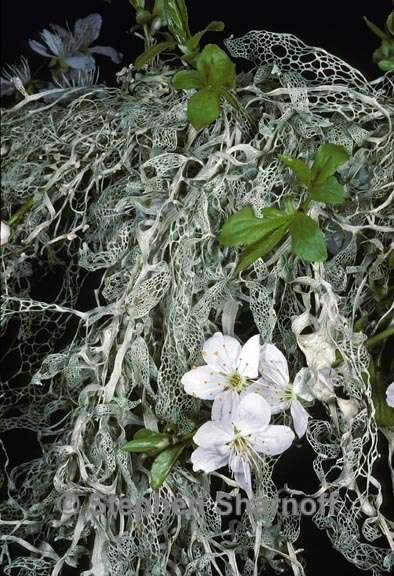 ramalina menziesii 7 graphic