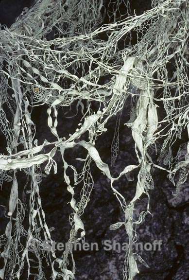 ramalina menziesii 8 graphic