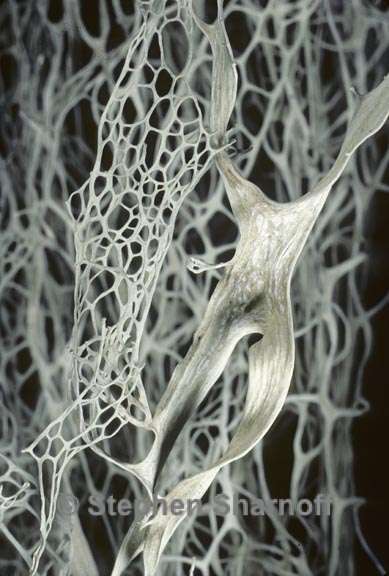 ramalina menziesii 9 graphic