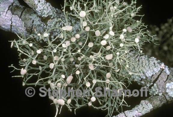 ramalina montagnei 1 graphic