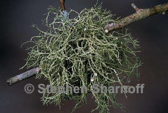 ramalina montagnei 4 graphic