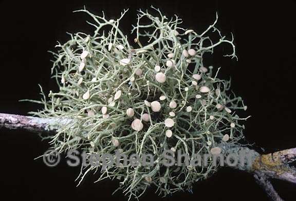 ramalina montagnei 5 graphic